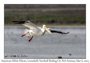2024-03-06#5090 Pelecanus erythrorhynchus - American White Pelican, Leonabelle Turnbull Birding Center, Port Aransas, Texas
