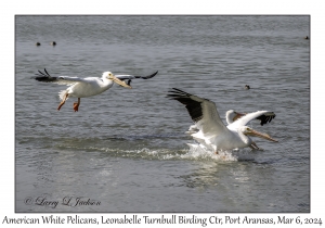 2024-03-06#5092 Pelecanus erythrorhynchus - American White Pelican, Leonabelle Turnbull Birding Center, Port Aransas, Texas