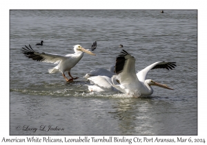 2024-03-06#5093 Pelecanus erythrorhynchus - American White Pelican, Leonabelle Turnbull Birding Center, Port Aransas, Texas