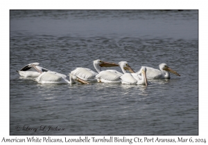 2024-03-06#5107 Pelecanus erythrorhynchus - American White Pelican, Leonabelle Turnbull Birding Center, Port Aransas, Texas