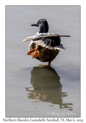 2024-03-06#5110 Anas clypeata - Northern Shoveler male, Leonabelle Turnbull Birding Center, Port Aransas, Texas