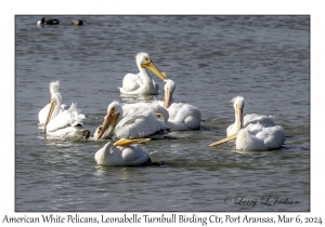 2024-03-06#5117 Pelecanus erythrorhynchus - American White Pelican, Leonabelle Turnbull Birding Center, Port Aransas, Texas