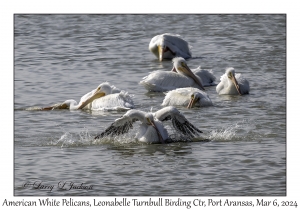 2024-03-06#5124 Pelecanus erythrorhynchus - American White Pelican, Leonabelle Turnbull Birding Center, Port Aransas, Texas