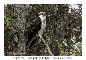 2024-03-07#1381 Pandion haliaetus - Osprey, Bent Oaks Rookery Park, Rockport, Texas