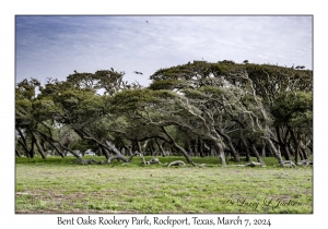 2024-03-07#2020 Bent Oaks Rookery Park, Rockport, Texas
