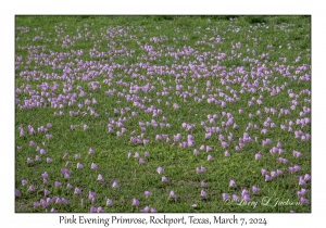 2024-03-07#2026 Oenothera speciosa - Pink Evening Primrose, Rockport, Texas