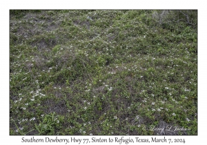 2024-03-07#2044 Rubus trivialis - Southern Dewberry, Hwy 77, Sinton to Refugio, Texas