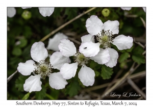2024-03-07#2046 Rubus trivialis - Southern Dewberry, Hwy 77, Sinton to Refugio, Texas