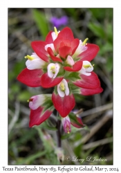 2024-03-07#2077 Castilleja indivisa - Texas Paintbrush, Hwy 183, Refugio to Goliad, Texas