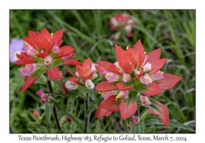 2024-03-07#2084 Castilleja indivisa - Texas Paintbrush, Hwy 183, Refugio to Goliad, Texas