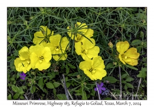 2024-03-07#2088 Oenothera macrocarpa - Missouri Primrose, Hwy 183, Refugio to Goliad, Texas