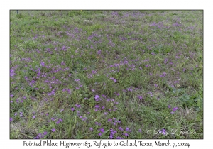 2024-03-07#2089 Phlox cuspidata - Pointed Phlox, Hwy 183, Refugio to Goliad, Texas
