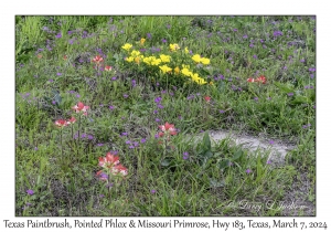 2024-03-07#2092 Texas Paintbrush, Pointed Phlox & Missouri Primrose, Hwy 183, Refugio to Goliad, Texas
