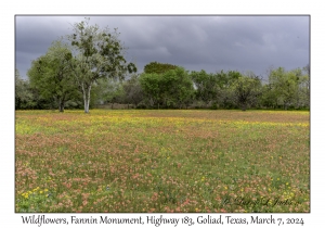 2024-03-07#2100 Wildflowers, Fannin Monument, Hwy 183, Goliad, Texas