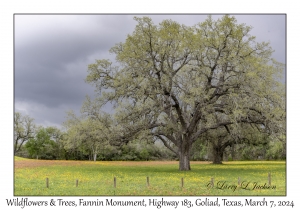 2024-03-07#2104 Wildflowers & Trees, Fannin Monument, Hwy 183, Goliad, Texas