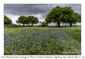 2024-03-07#2134 Lupinus texensis - Texas Bluebonnet, Zaragoza Plaza, Presidio la Bahia, Hwy 183, Goliad, Texas
