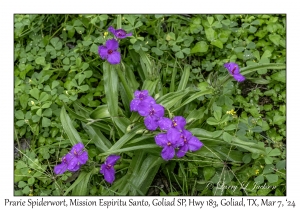 2024-03-07#2160 Tradescantia occidentalis - Prarie Spiderwort, Mission Espiritu Santo, Goliad State Park, Hwy 183, Goliad, Texas