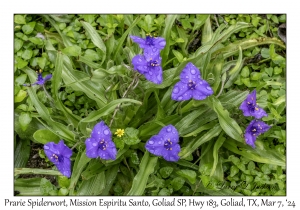 2024-03-07#2161 Tradescantia occidentalis - Prarie Spiderwort, Mission Espiritu Santo, Goliad State Park, Hwy 183, Goliad, Texas