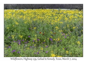 2024-03-07#2176 Wildflowers, Hwy 239, Goliad to Kenedy, Texas