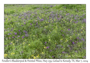 2024-03-07#2181 Wildflowers, Hwy 239, Goliad to Kenedy, Texas