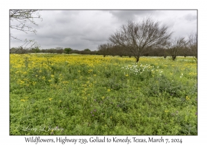 2024-03-07#2182 Wildflowers, Hwy 239, Goliad to Kenedy, Texas