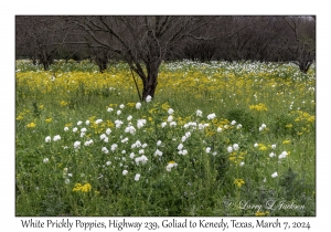 2024-03-07#2183 Argemone albiflora texana - White Prickly Poppy, Hwy 239, Goliad to Kenedy, Texas
