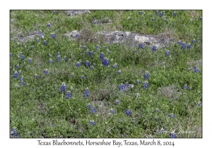2024-03-08#2201 Lupinus texensis - Texas Bluebonnet, Horseshoe Bay, Texas