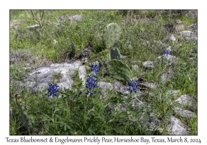 2024-03-08#2205 Texas Bluebonnet & Engelmann Prickly Pear, Horseshoe Bay, Texas