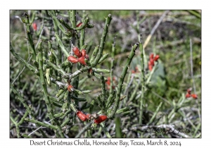 2024-03-08#2206 Cylindropuntia leptocaulis - Desert Christmas Cholla, Horseshoe Bay, Texas