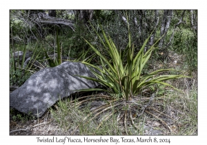 2024-03-08#2207 Yucca rupicola - Twisted Leaf Yucca, Horseshoe Bay, Texas