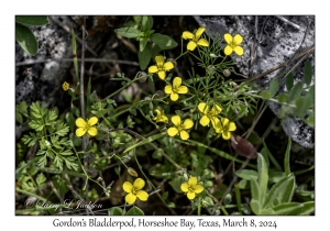 2024-03-08#2209 Physaria gordonii - Gordon’s Bladderpod, Horseshoe Bay, Texas