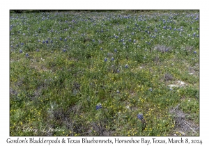 2024-03-08#2212 Gordon's Bladderpod & Texas Bluebonnet, Horseshoe Bay, Texas