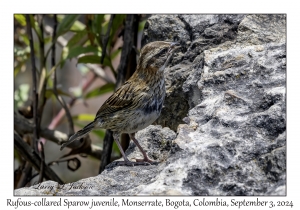 Rufous-collared Sparow juvenile