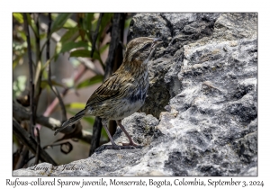 Rufous-collared Sparrow juvenile