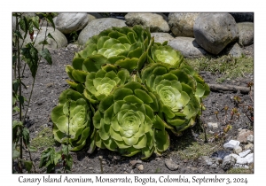 Canary Island Aeonium