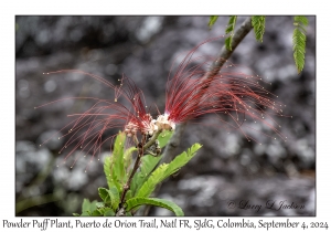 Powder Puff Plant