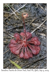 Sundew