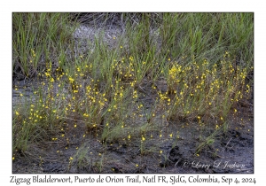 Zigzag Bladderwort