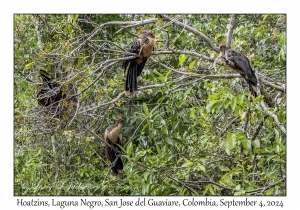 Hoatzin