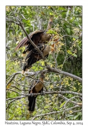 Hoatzin