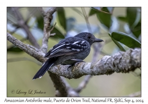 Amazonian Antshrike male