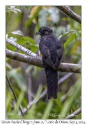 Green-backed Trogon female