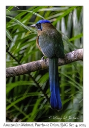 Amazonian Motmot