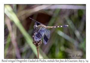 Band-winged Dragonlet