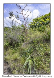 Bromeliad