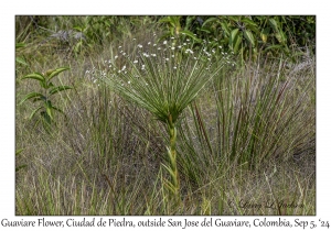 Guaviare Flower