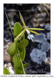 Night-scented Orchid