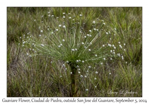 Guaviare Flower