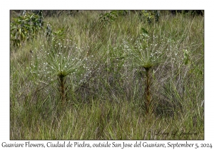 Guaviare Flowers