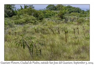 Guaviare Flowers